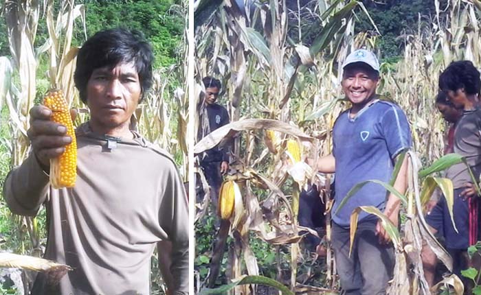 Penyuluh Dukung Petani Jagung Sigi Sulteng Panen Perdana 14,5 Hektar